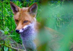 Red fox (Vulpes vulpes) at Wild Ireland