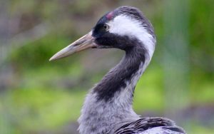 Eurasian crane (Grus grus) at Wild Ireland