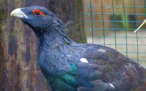 Male western capercaillie (Tetrao urogallus) at Wild Ireland