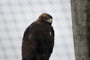 Odin the golden eagle (Aquila chrysaetos) at Wild Ireland