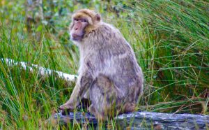 Barbary macaque (Macaca sylvanus) at Wild Ireland