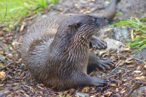 Uisce the Eurasian otter (Lutra lutra) at Wild Ireland