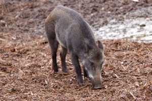 Tory the wild boar (Sus scrofa) at Wild Ireland