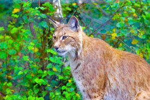 Naoise the Eurasian lynx (Lynx lynx) at Wild Ireland