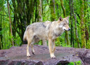 Oisin the grey wolf (Canis lupus) at Wild Ireland