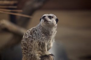 Meerkat (Suricata suricatta) at Tropical World