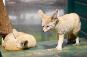 Fennec foxes (Vulpes zerda) at Tropical World