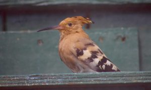 Common hoopoe (Upupa epops) at Tropical World