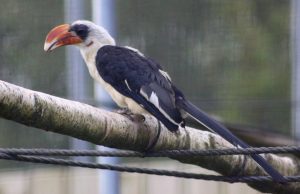 Von der Decken's hornbill (Tockus deckeni) at Tropical World