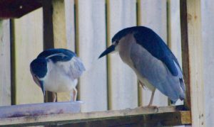 Black-crowned night herons (Nycticorax nycticorax) at Tropical World