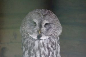 Sleeping great grey owl (Strix nebulosa) at Tropical World