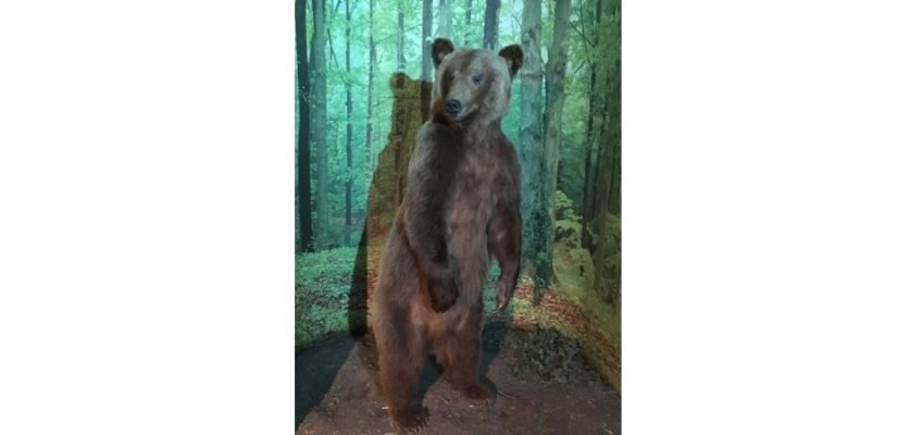 Brown bear (Ursus arctos)