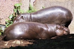 Pygmy hippopotamuses (Choeropsis liberiensis), including a camera shy individual (lol), in Edinburgh Zoo