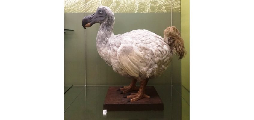 Model of dodo (Raphus cucculatus)