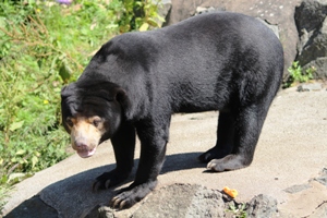 Rotana the sun bear (Helarctos malayanus) in Edinburgh Zoo