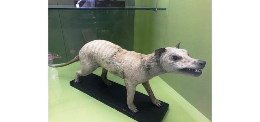 Thylacine (Thylacinus cynocephalus)