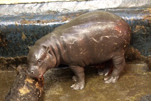 Amara the baby pygmy hippo (Choeropsis liberiensis) at Edinburgh Zoo