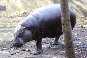 Gloria the pygmy hippo (Choeropsis liberiensis) at Edinburgh Zoo