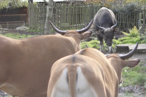 Male and female banteng (Bos javanicus) at Edinburgh Zoo