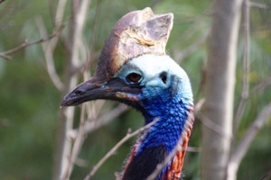 Southern cassowary (Casuarius casuarius) at Edinburgh Zoo