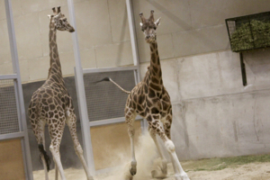 One of the giraffes running indoors at Edinburgh Zoo