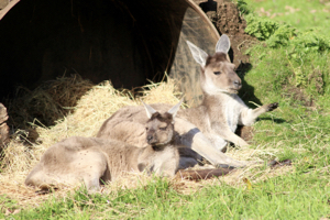 Western gray kangaroos (Macropus fuliginosus) at Edinburgh Zoo