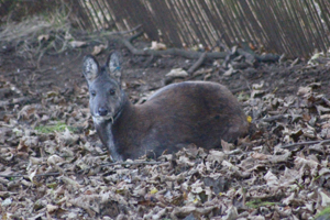 Siberian musk deer (Moschus moschiferus) at Edinburgh Zoo