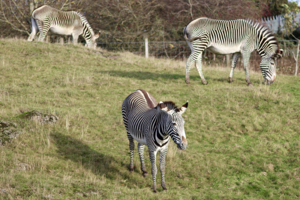 Grevy's zebras (Equus grevyi) at Edinburgh Zoo