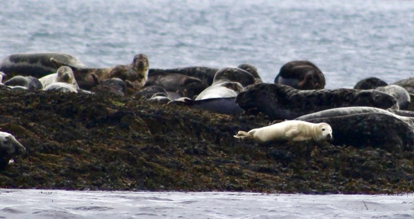 Grey seal (Halichoerus grypus) colony, off Sherkin Island