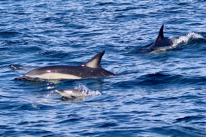 Short-beaked Common Dolphins (Delphinus delphis) off West Cork