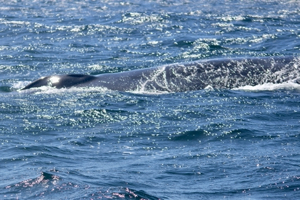 Fin whale (Balaenoptera physalus) off West Cork, showing blowhole