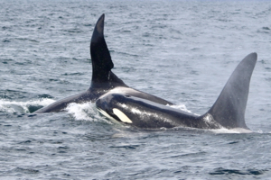 Male Orcas (Orcinus orca) off West Cork