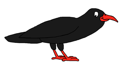 Chough cartoon by David Twamley