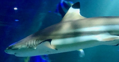 Blacktip reef shark (Carcharhinus melanopterus) at the SeaLife centre, Bray.