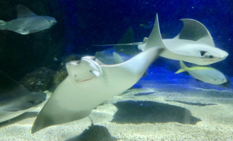 Cownose rays (Rhinoptera bonasus) at the SeaLife centre, Bray.