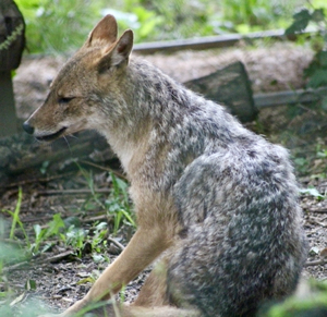 Golden jackal (Canis aureus) at Emerald Park