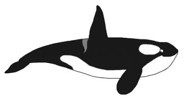 Orca cartoon by David Twamley