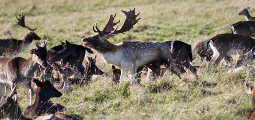 Fallow deer