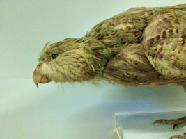 Kakapo (Strigops habroptila)