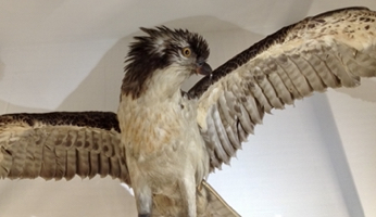 Osprey (Pandion haliaetus) at the Natural History Museum