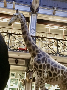 Giraffe (Giraffa camelopardalis) at the Natural History Museum