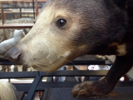 Sun bear (Helarctos malayanus) at the Natural History Museum