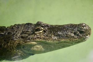 alligator1