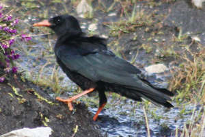 Red-billed chough (Pyrrhocorax pyrrhocorax), Tory Island