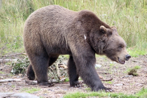 Donnacha the brown bear (Ursus arctos) at Wild Ireland