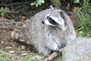 Common raccoon (Procyon lotor) at Wild Ireland