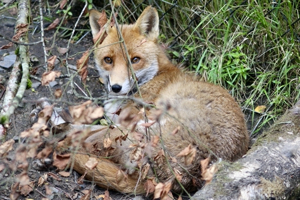 Red fox (Vulpes vulpes) at Wild Ireland