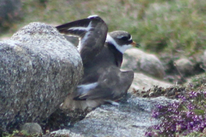 Ringed plover (Charadrias hiaticula) displaying 'broken' wing, Tory Island