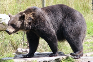 Rionach the brown bear (Ursus arctos) at Wild Ireland