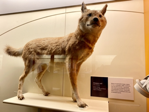 Ethiopian wolf